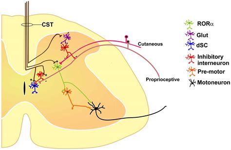 Frontiers Sensorimotor Integration By Corticospinal System