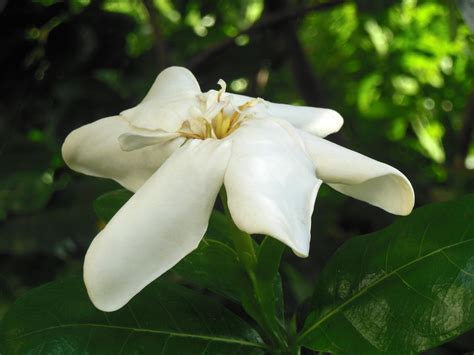 Hawaiian Gardenia By Joeyartist On Deviantart