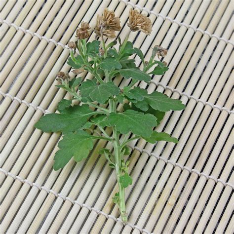 How To Grow Chrysanthemum Indicum From Cuttings