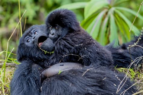 Gorilla Safari Faqs Quick Guide To Gorilla Trekking In Africa
