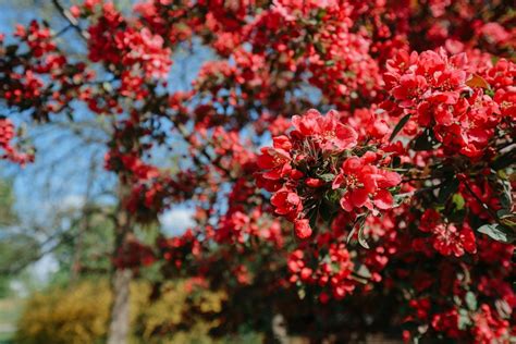 Red Cherry Blossom Tree in Bloom · Free Stock Photo