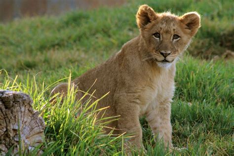 Lion Cub At San Diego Zoo Safari Park Sandiego