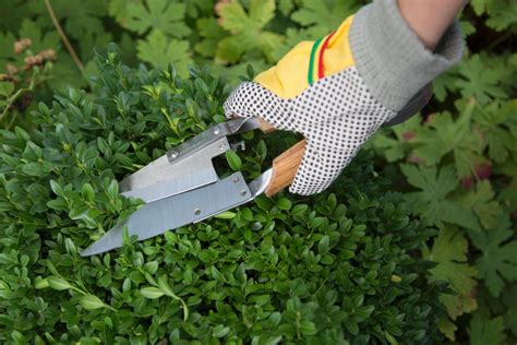 hecken schneiden sollte man im herbst zur gartenschere greifen