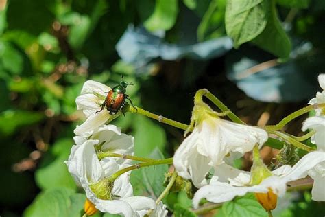 Dealing with Japanese Beetles – From Lawn Grub to Binging Beetle