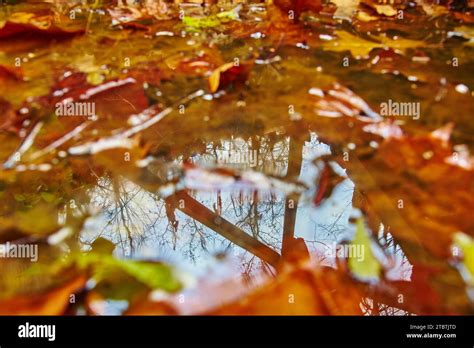 Autumn Reflections In Fort Wayne Vibrant Leaves On Tranquil Water