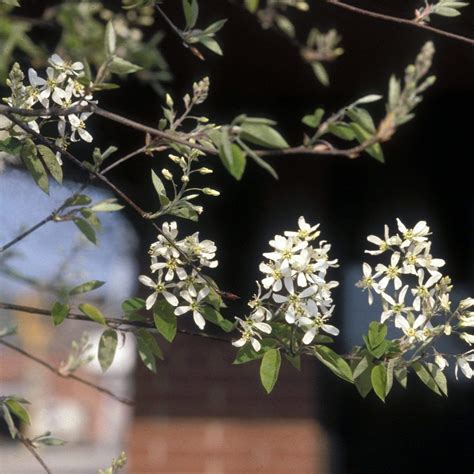 Snowy Mespilus Juneberry Tree Amelanchier Canadensis Roots Plants