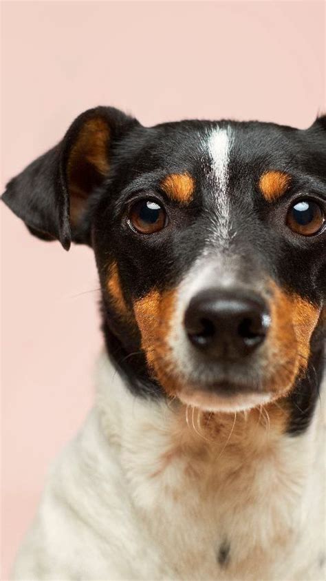 South Korea Government To Ban Eating Dogs Trstdly Trusted News In