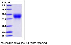 Recombinant Cynomolgus CD58 LFA 3 Protein 90190 C08H Sino Biological