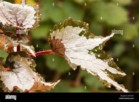 Begonia Rex On Natural Background Stock Photo Alamy