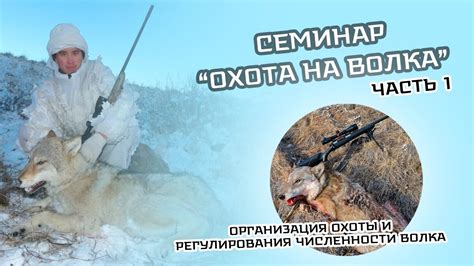 Семинар Охота на волка. Организация охоты и регулирования численности ...