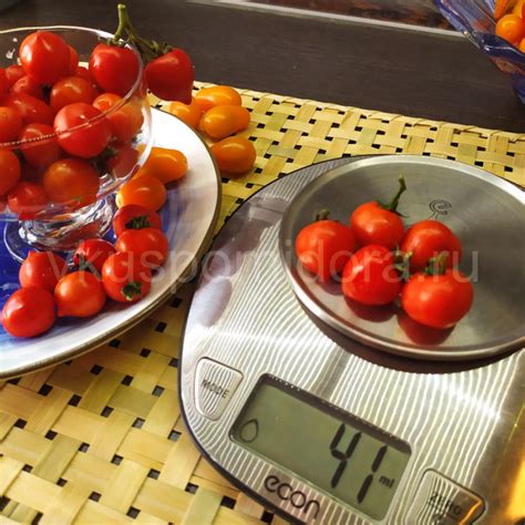 Купить семена томата сорт Микро Том (Micro Tom)