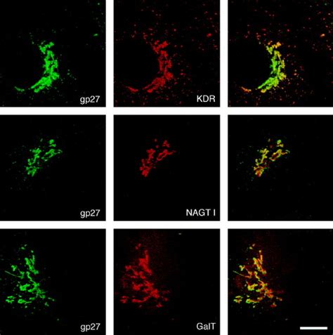 Localization and Recycling of gp27 (hp24γ3): Complex Formation with ...