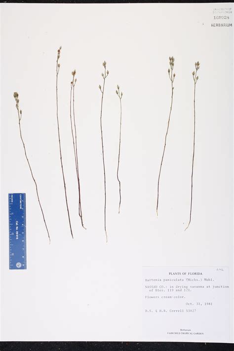 Bartonia paniculata - Species Page - ISB: Atlas of Florida Plants