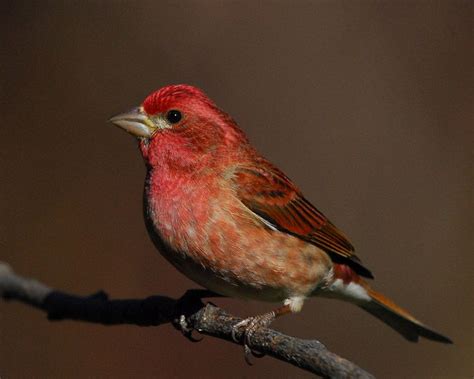 Purple Finch Facts Behavior Care As Pets Pictures