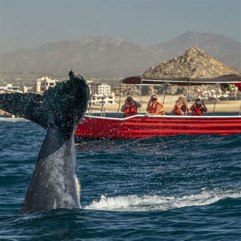 What To Expect On A Whale-Watching Tour In Los Cabos - The Cabo Sun
