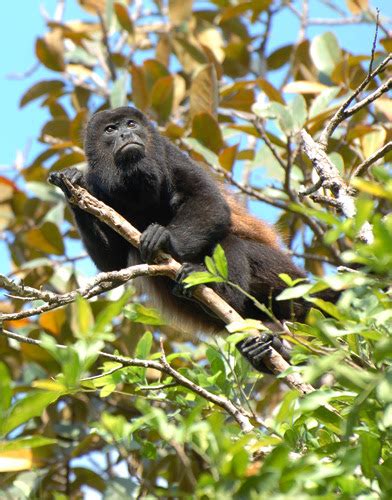 Especies De Colombia En Peligro De Extinción El Mono Aullador Negro