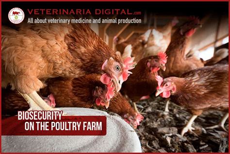 Biosecurity On The Poultry Farm Poultry Biosecurity Poultry Farming