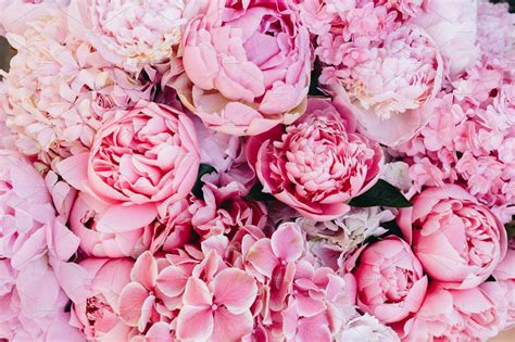 Peonies HD Wallpapers - Top Free Peonies HD Backgrounds - WallpaperAccess