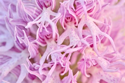 Orchis Italica Naked Man Orchid Orchid Sicily Italy Flowering European Terrestrial Wild