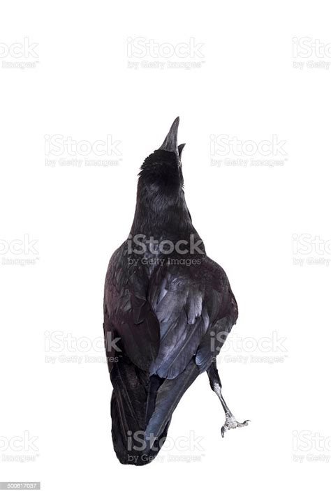 Common Raven Isolated On White Stock Photo Download Image Now