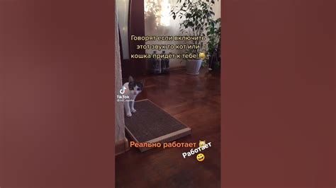 звук для кошки - YouTube