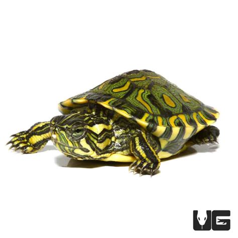 Baby Brazilian D'Orbigny's Slider Turtles For Sale - Underground Reptiles