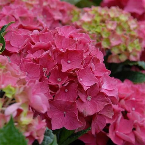 Hydrangea Forever & Ever® 'Red', Bauernhortensie Forever & Ever® 'Red ...