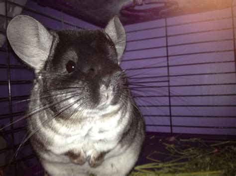 Love Chinchillas Chinchilla Animals Rabbit