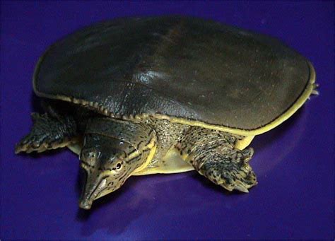 Spiny Softshell Turtle Apalone Spinifera Reptile