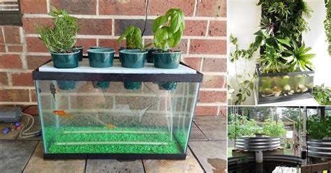 Hydroponic Herb Garden Fish Tank Fasci Garden