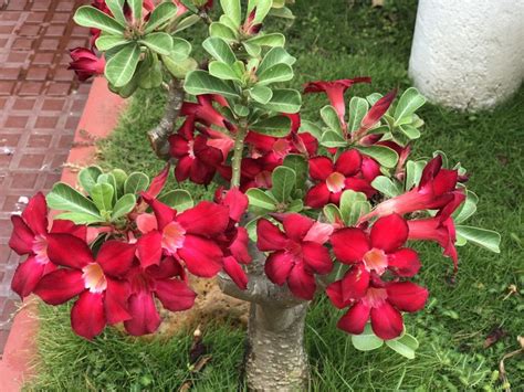 Adenium a must in any garden | Adenium, Garden, Home and garden