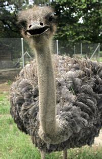 is ostrich a red meat - DeKookGuide