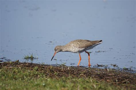grassbirdhabitats common redshank
