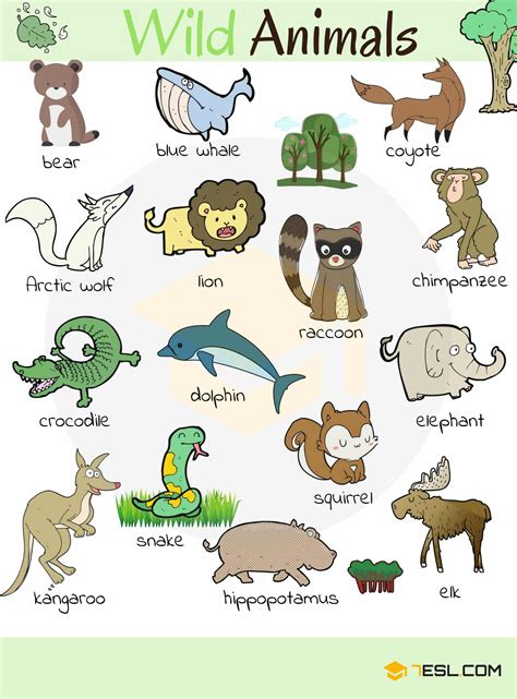 animal names types  animals list  animals animal pictures esl