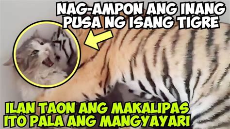 NAG AMPON ANG INANG PUSA NG ISANG TIGRE ILAN TAON ANG MAKALIPAS ITO