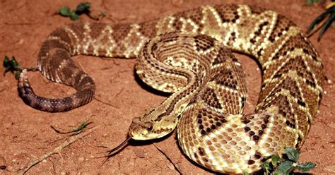 Rattlesnake venom compound points to promising new painkiller
