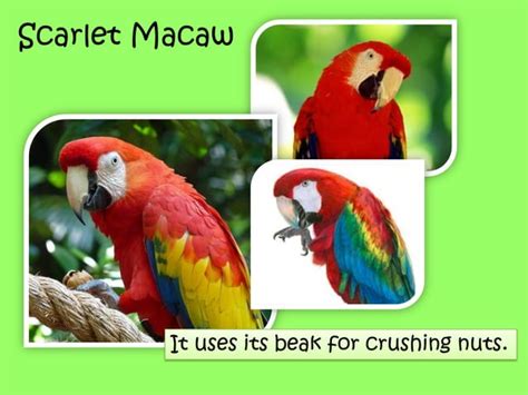 Animal Adaptations Ppt