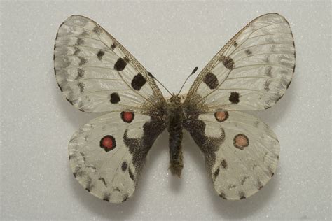 Парнассиусы | это... Что такое Парнассиусы?