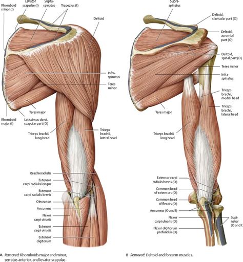 Musculature Of The Arm Right Lateral View Body Muscle Anatomy Arm