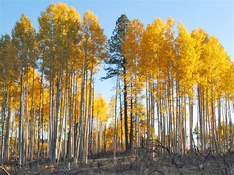 Many Aspen Trees San Francisco Peaks Arizona