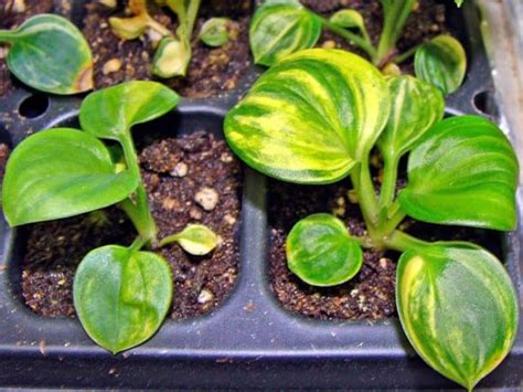 Dwarf Hostas 20 Mini Small And Tiny Varieties World Of Garden Plants