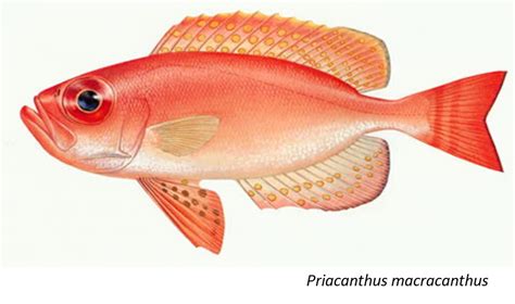 Fishsource Bigeyes Nei Thailand Andaman Sea