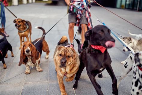 A Bunch Of Happy Dogs On The Leash On The Walk Pets Walkers Service