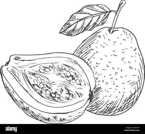 guava fruit drawing  patrick guinn blog