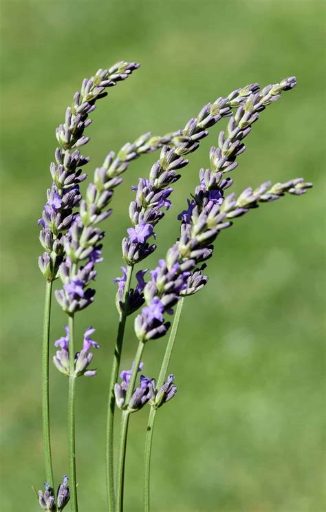 Types Of Lavender 💜 🌱 Learn The Species And Their Top Cultivars