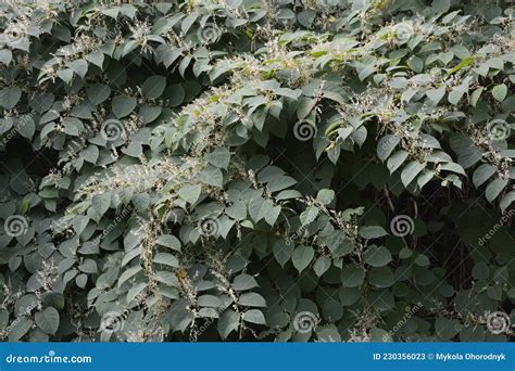 Flowers Of Asian Knotweed Fallopia Japonicashoots Of Japanese