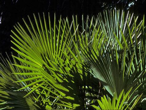 dwarf palmetto native gardeners