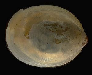 neopilina   relatives tryblidia