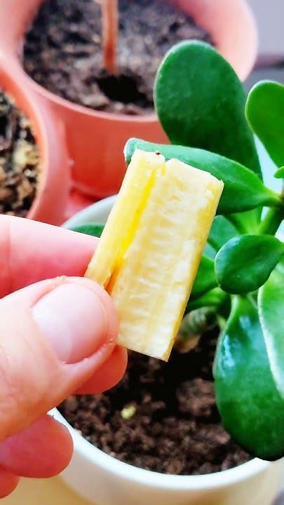 БЕЗ ЭТОГО КОМПОНЕНТА ТАКАЯ ПОДКОРМКА НЕ ДЕЙСТВУЕТ / ПОКАЗЫВАЮ КАК НАДО ...