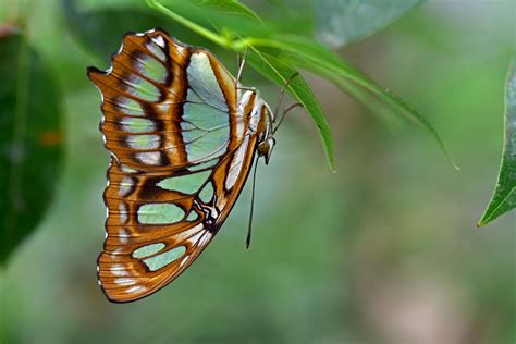 Kostenlose Foto Natur Fl Gel Fotografie Blatt Blume Tierwelt